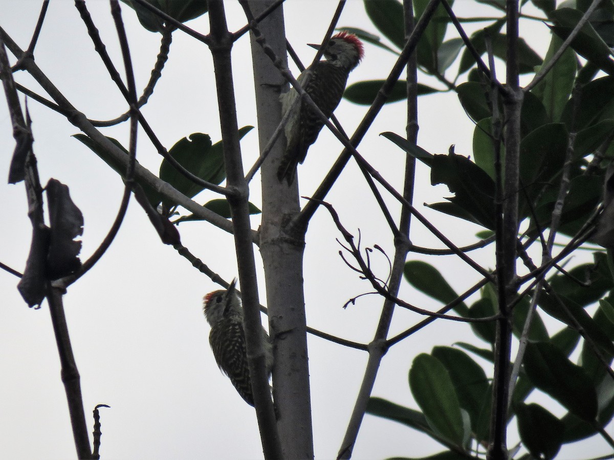 Cardinal Woodpecker - ML423313951