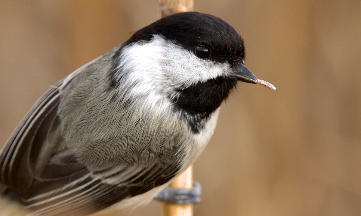 Black-capped Chickadee - ML423314341