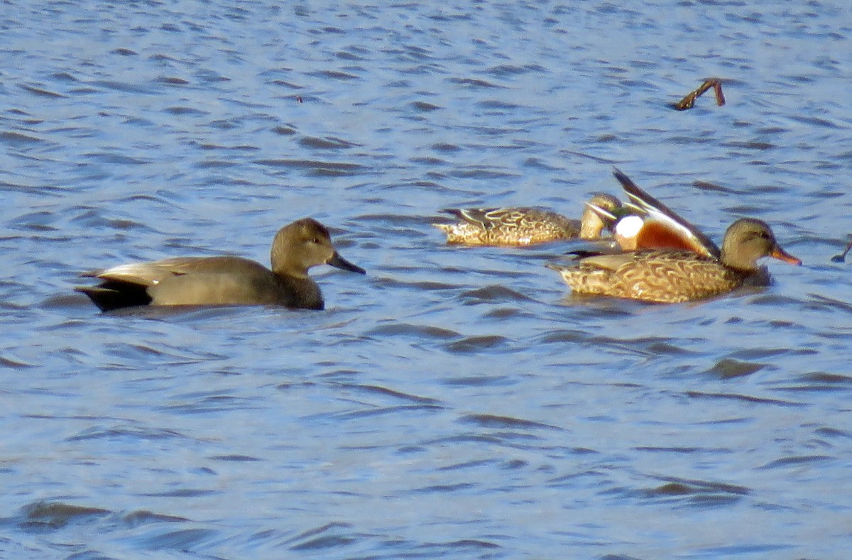 Gadwall - ML423314901