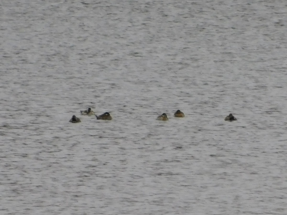 Ruddy Duck - ML423314911