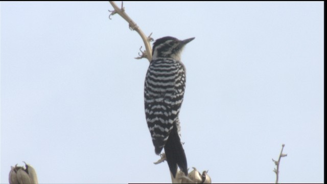 Ladder-backed Woodpecker - ML423315