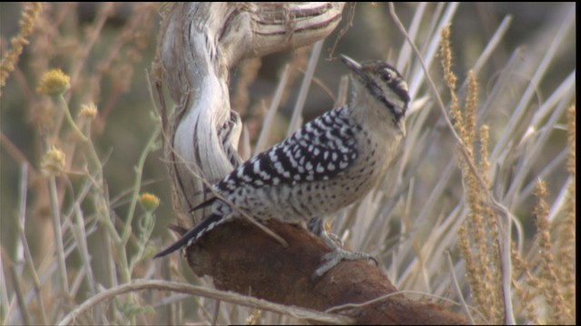 Ladder-backed Woodpecker - ML423316