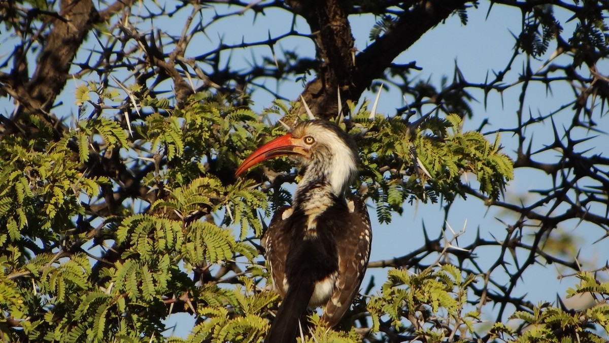 Southern Red-billed Hornbill - Dan Coleman