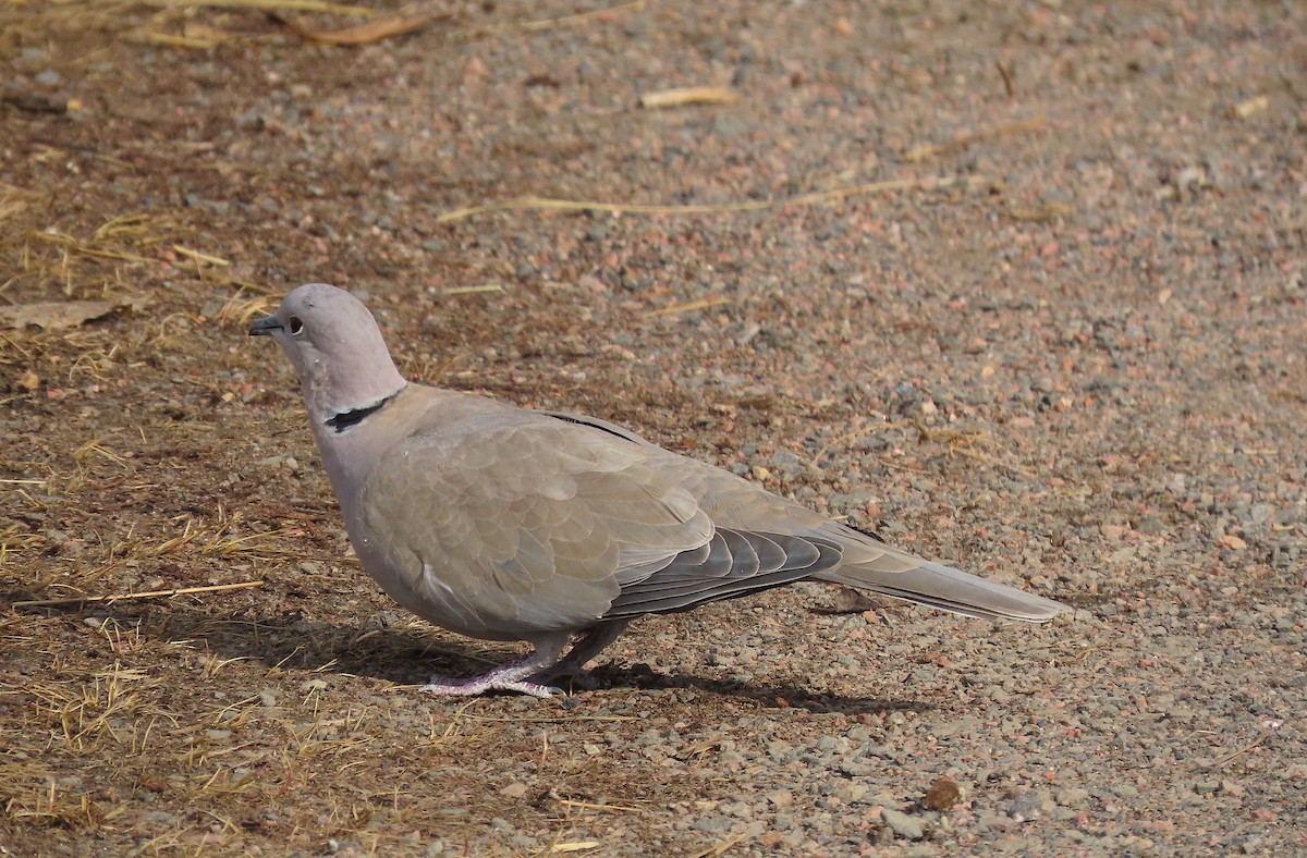 Eurasian Collared-Dove - ML423316601