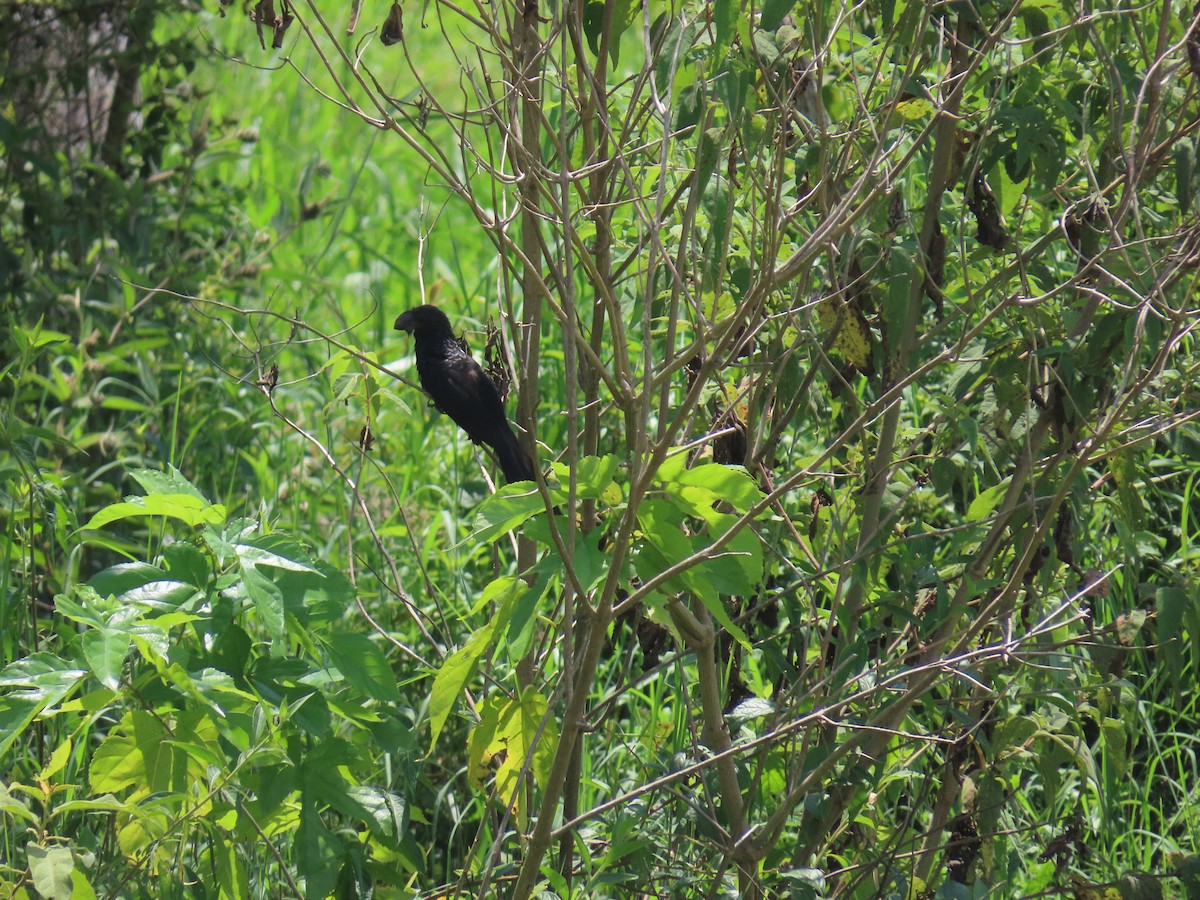 Smooth-billed Ani - ML423317321