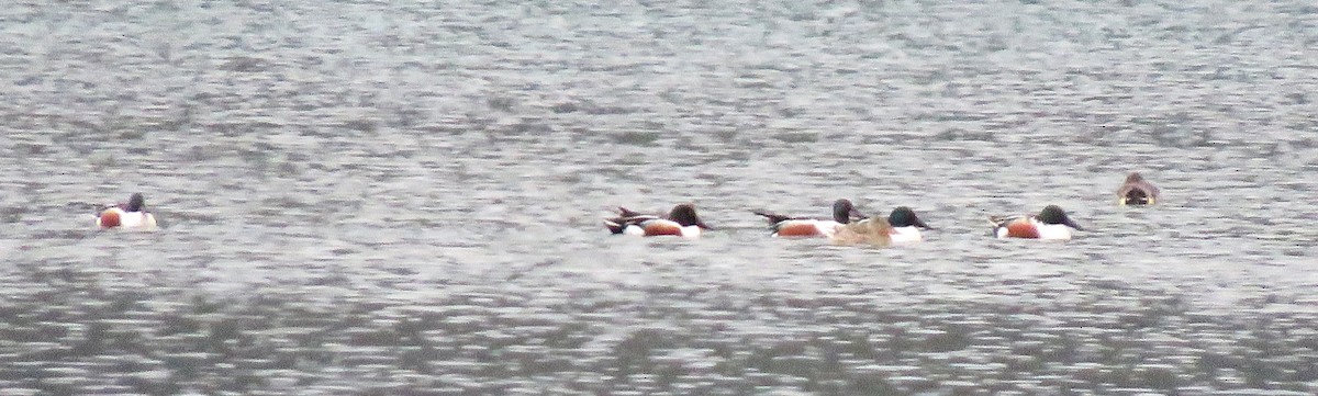 Northern Shoveler - ML423318031