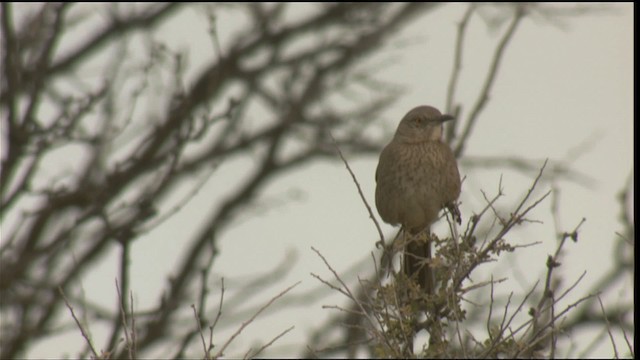 Bendire's Thrasher - ML423320