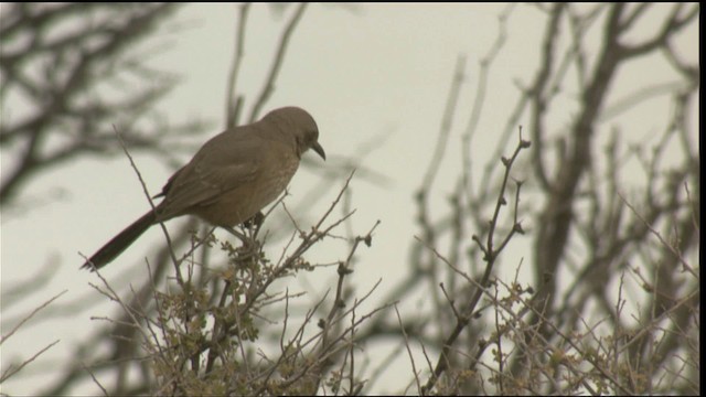 Bendire's Thrasher - ML423322