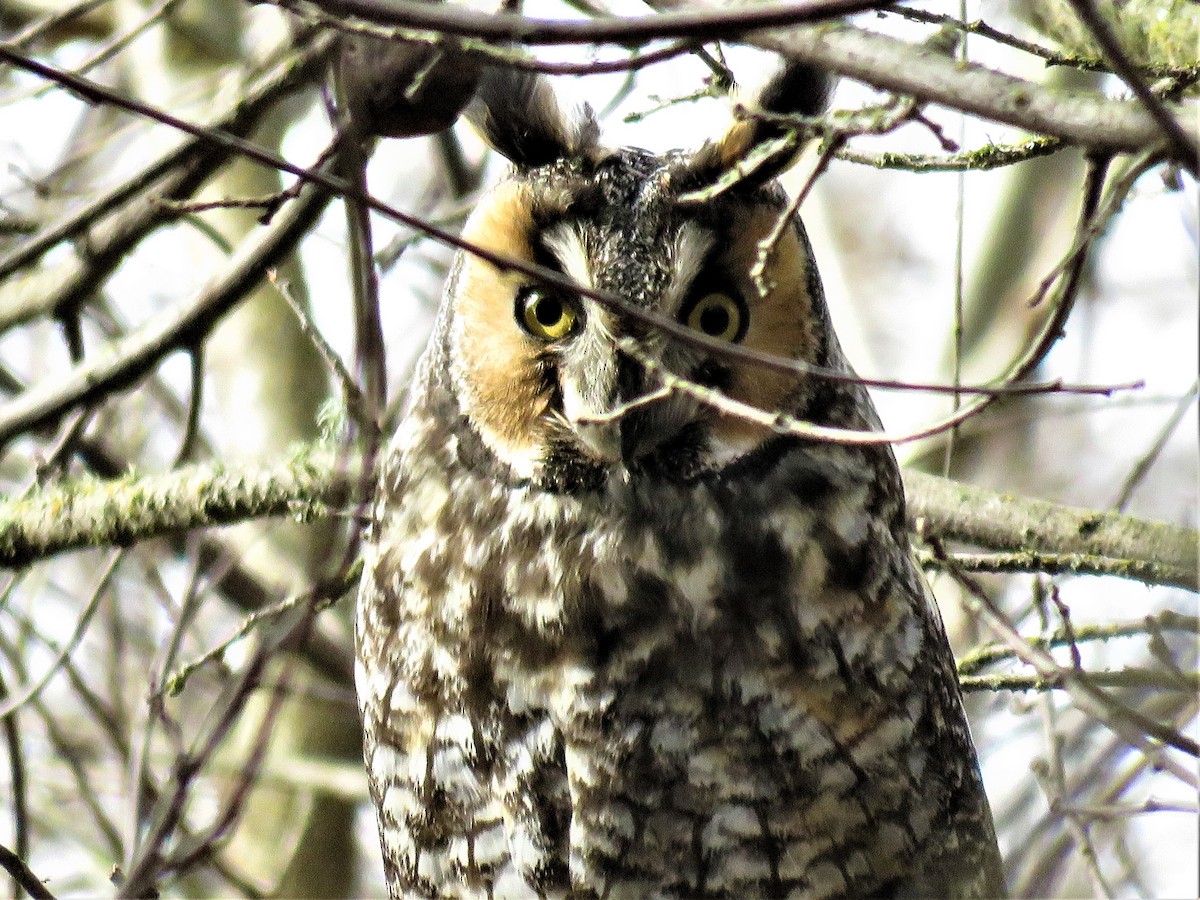 Long-eared Owl - ML423323541