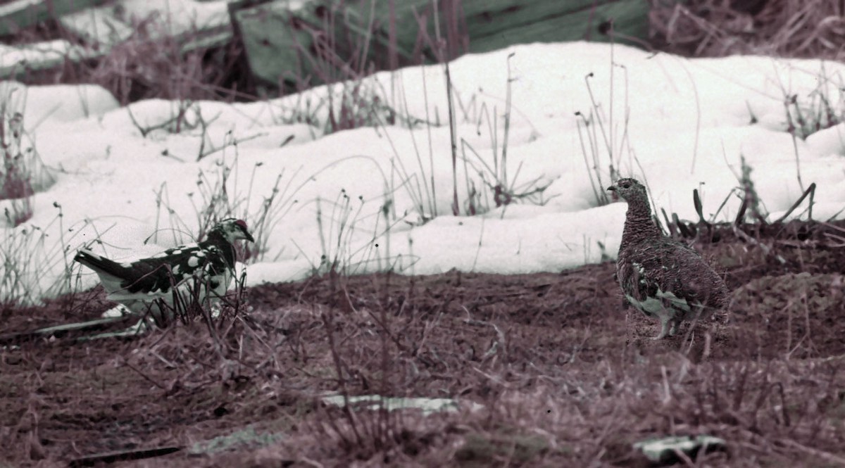 Rock Ptarmigan - ML42332381