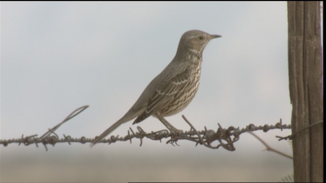 Sage Thrasher - ML423326