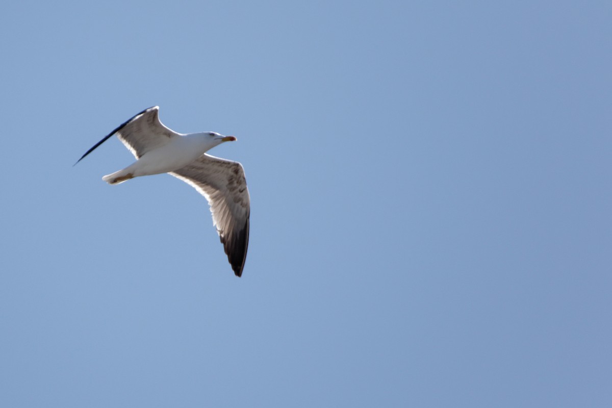 Yellow-legged Gull - Anonymous