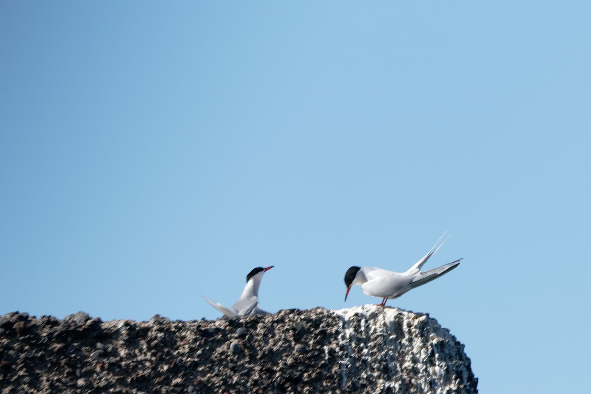 Common Tern - Christophe PASQUIER