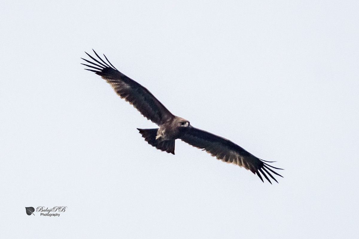 Indian Spotted Eagle - ML42333401