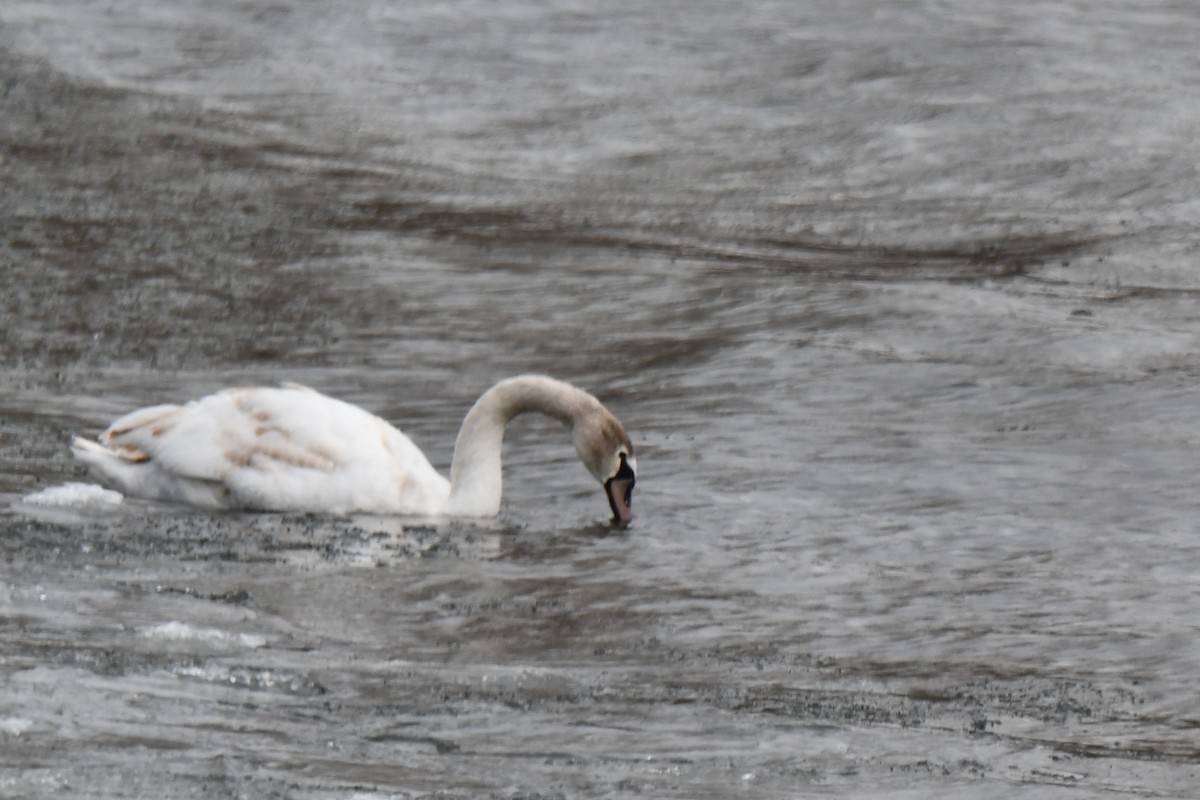 Mute Swan - ML423334171