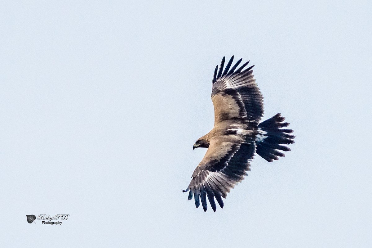 Indian Spotted Eagle - ML42333481