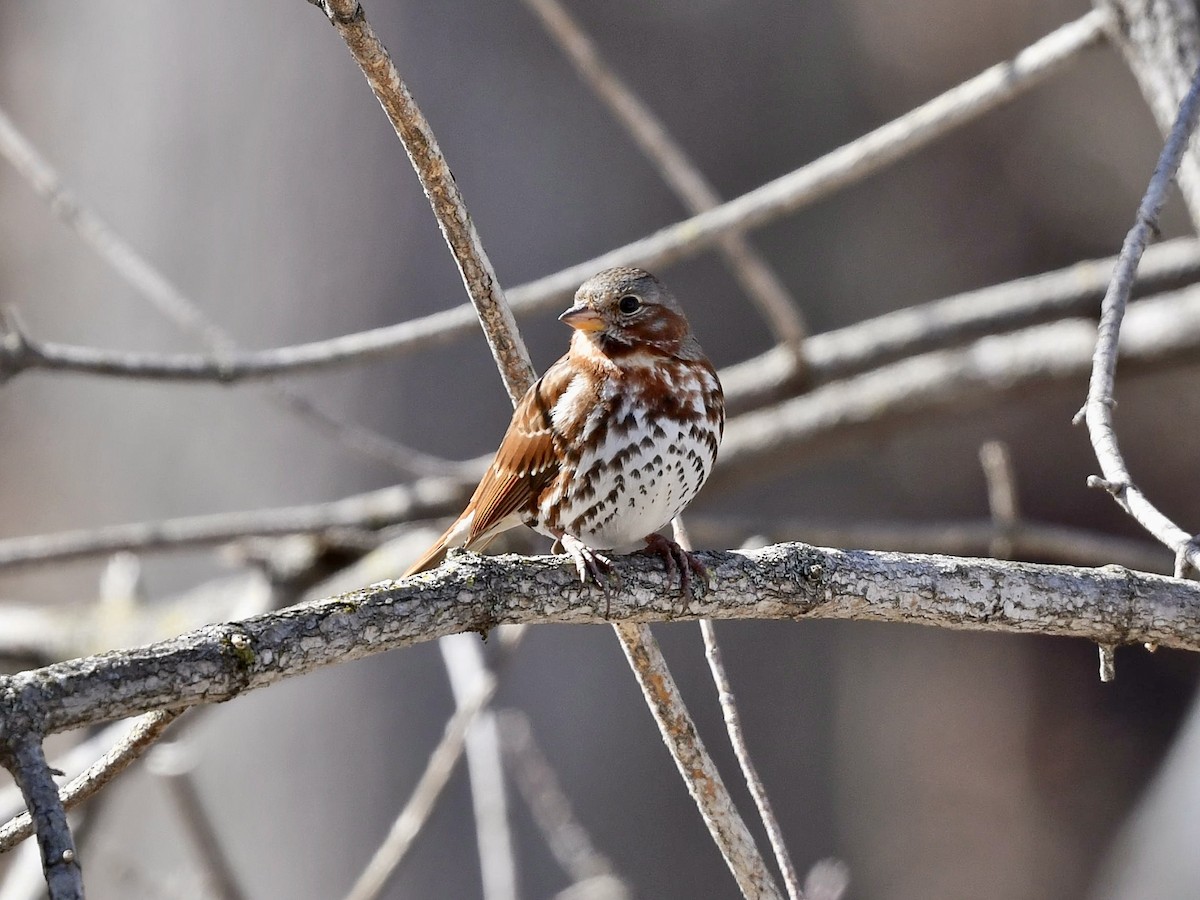 Fox Sparrow - Bill Massaro