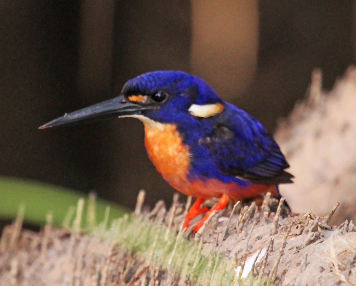 Azure Kingfisher - olivia graves