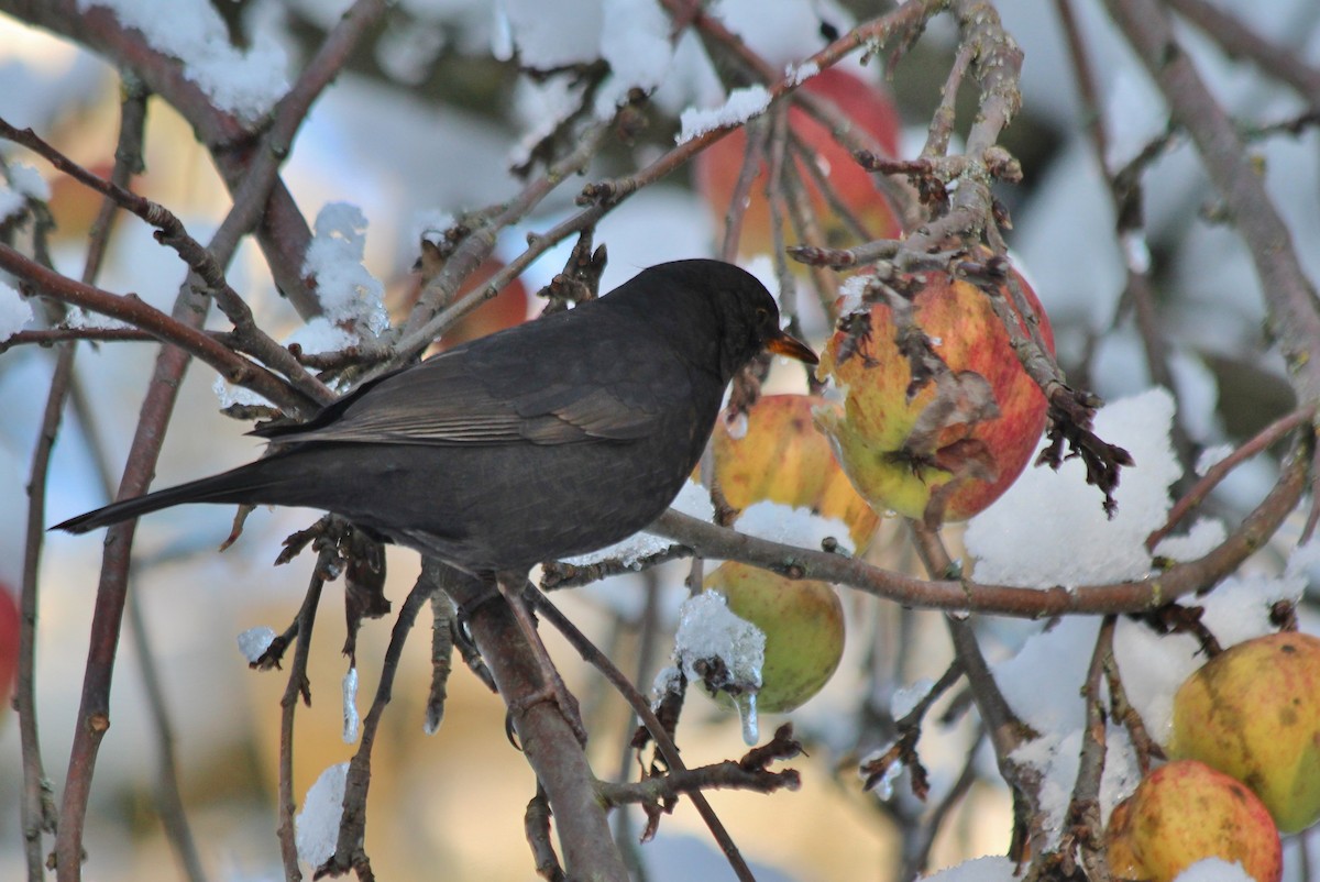 Eurasian Blackbird - ML423340531