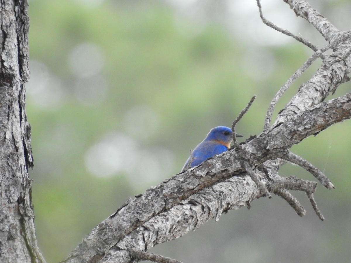 Eastern Bluebird - ML423341601