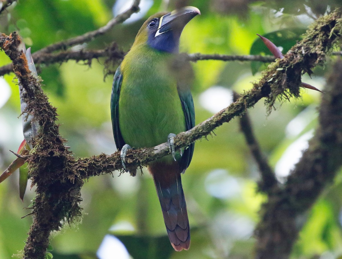 Northern Emerald-Toucanet (Blue-throated) - Don Roberson