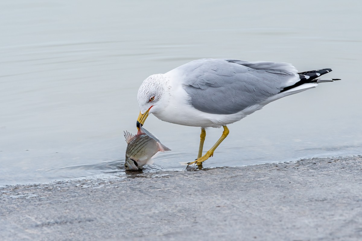 Ring-billed Gull - Jeff Cooper