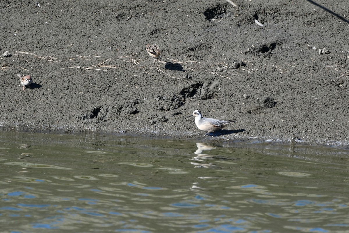 Falaropo beccolargo - ML423342691