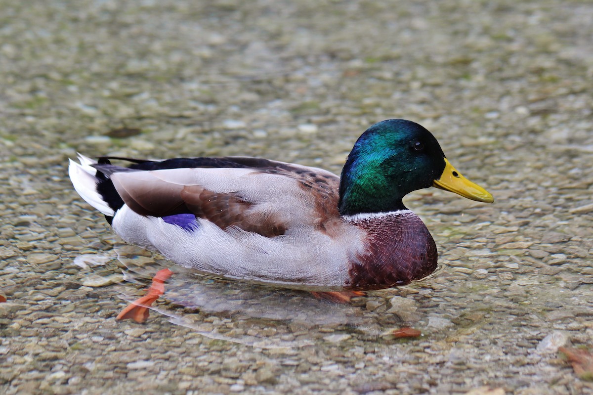 Mallard - Volker Lange