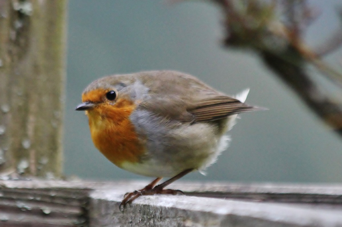 European Robin - ML423344091