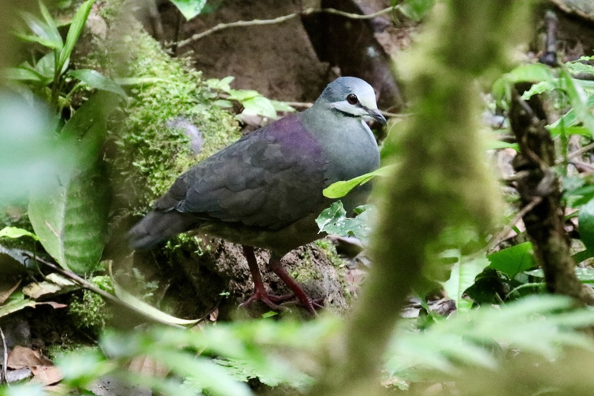 Purplish-backed Quail-Dove - ML423346431