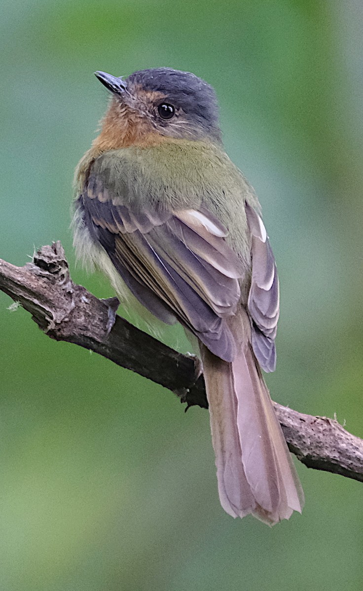 Rufous-breasted Flycatcher - ML423346591