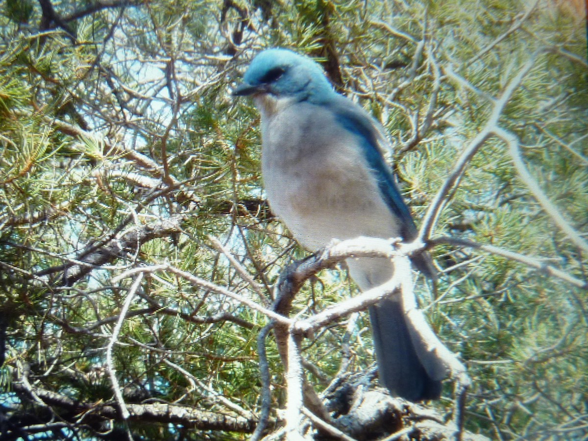 Mexican Jay (Couch's) - ML423350151