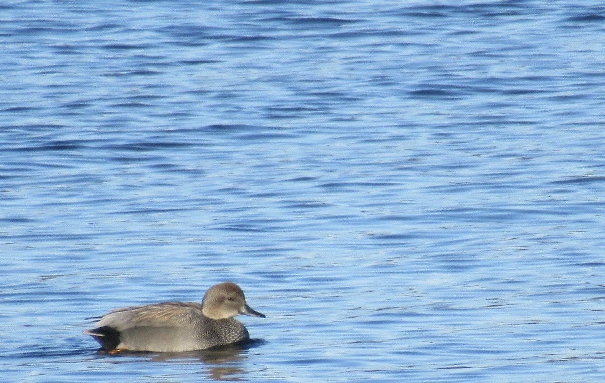 Gadwall - ML423350901