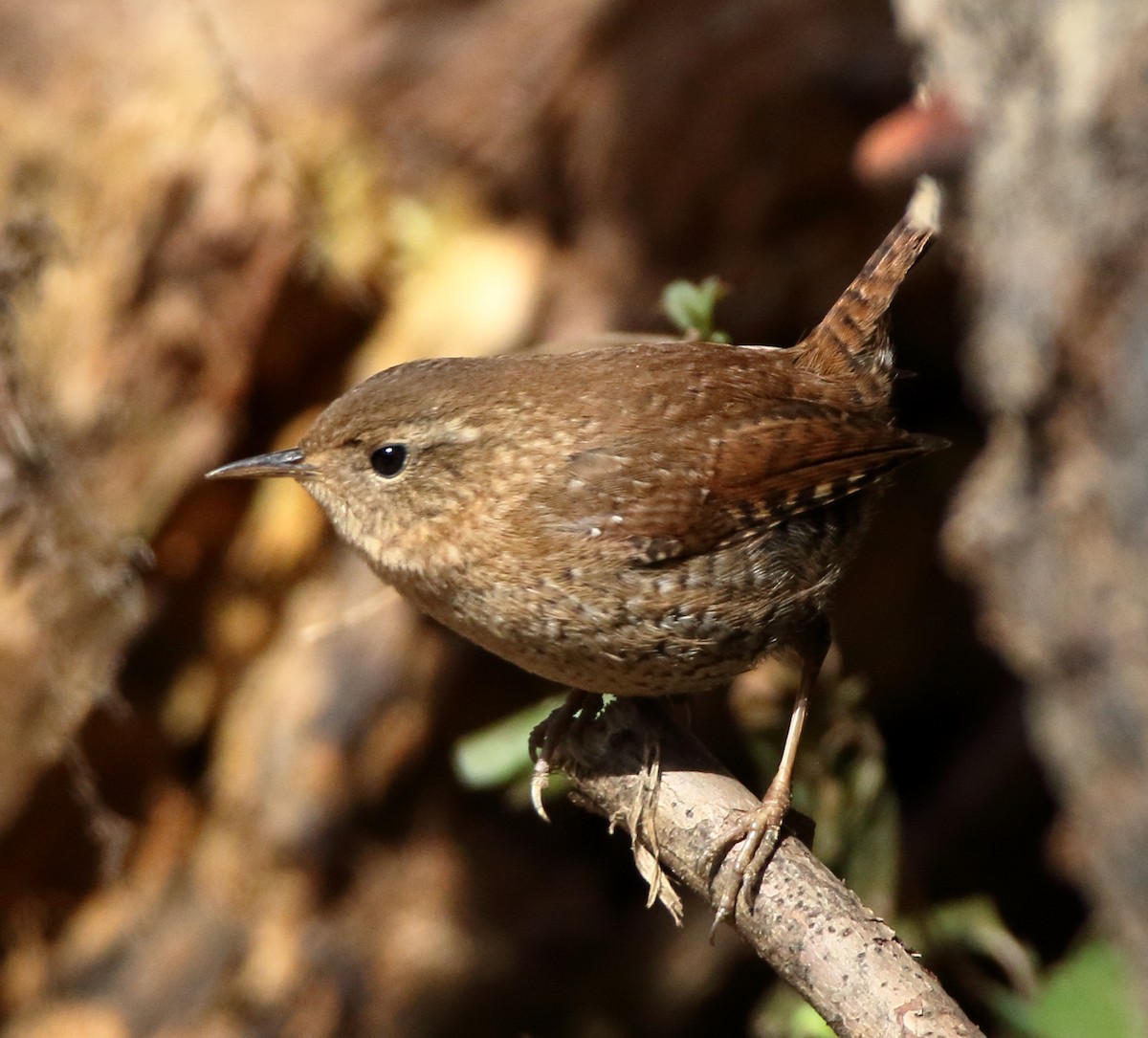 Winter Wren - ML423351701