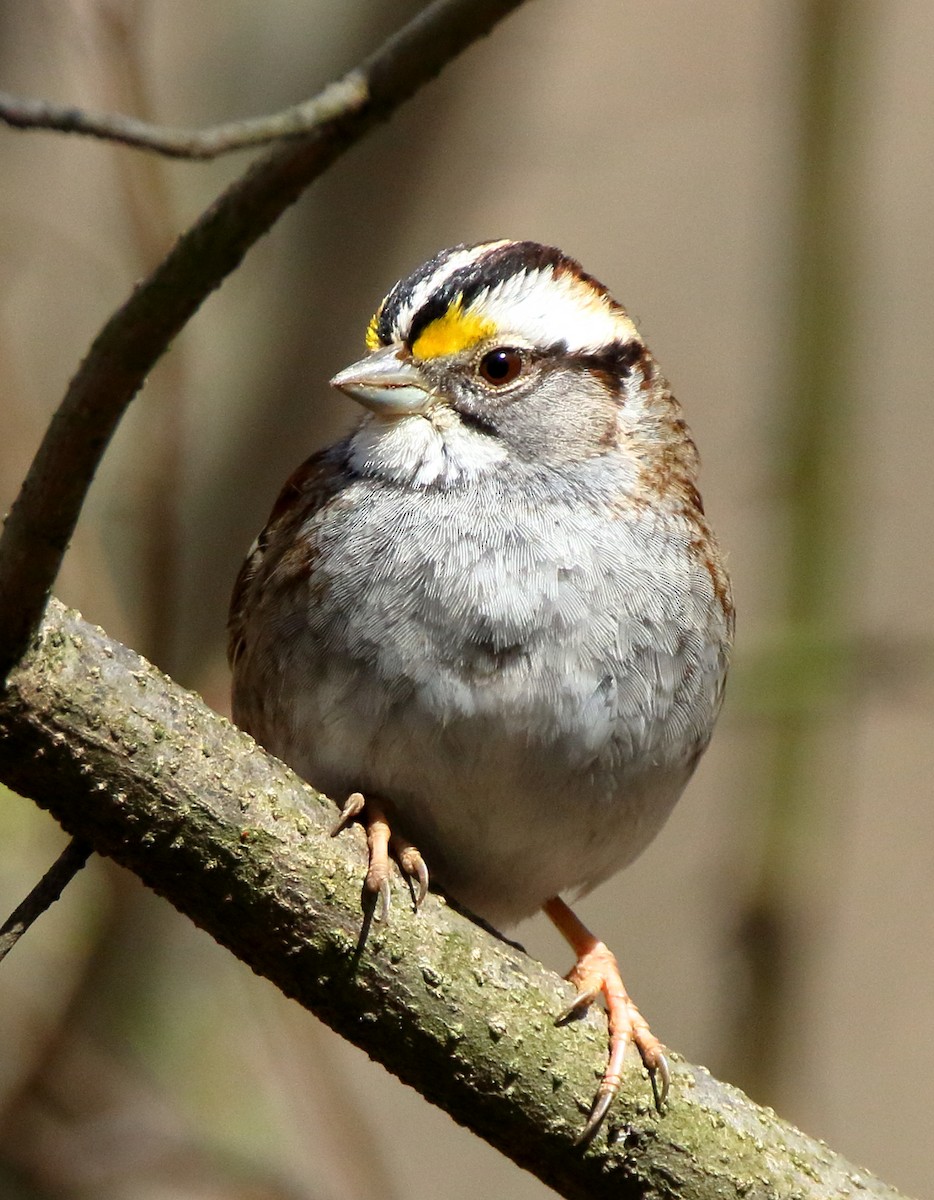 White-throated Sparrow - ML423351801