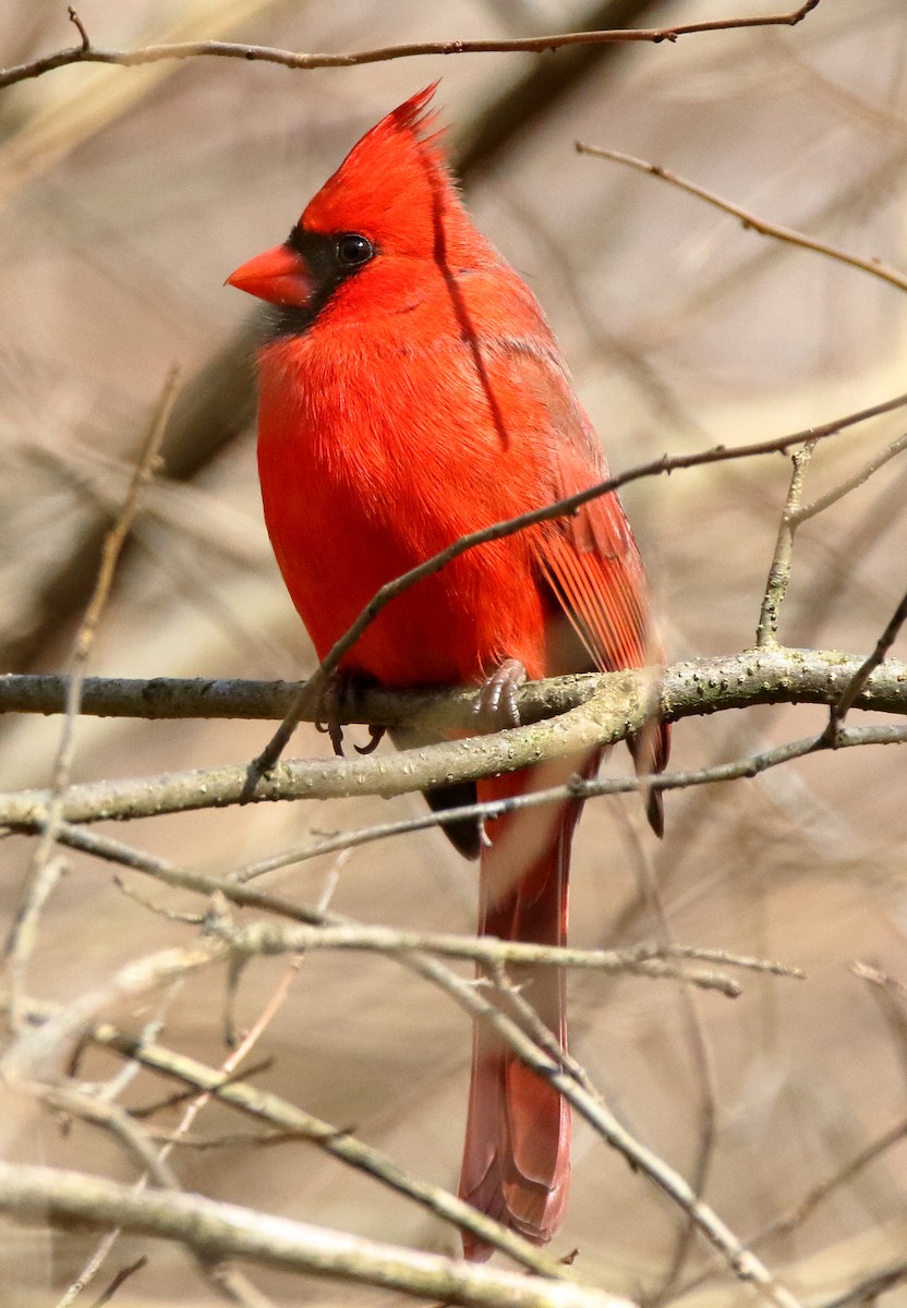 Northern Cardinal (Common) - ML423351991