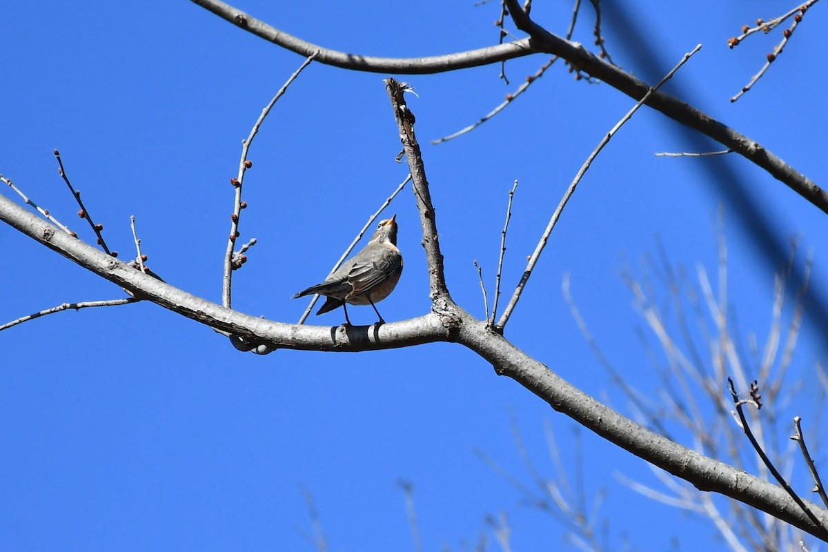 American Robin - ML423356141