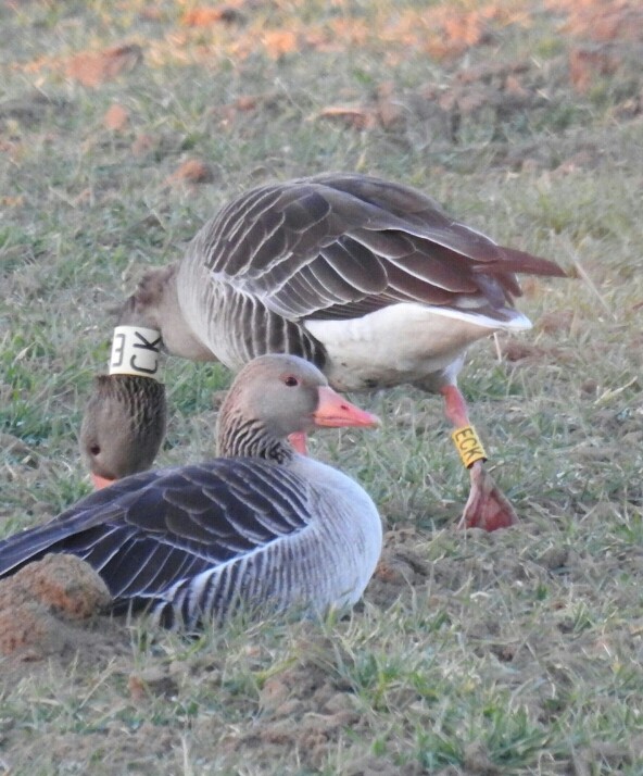 Graylag Goose - ML423356231