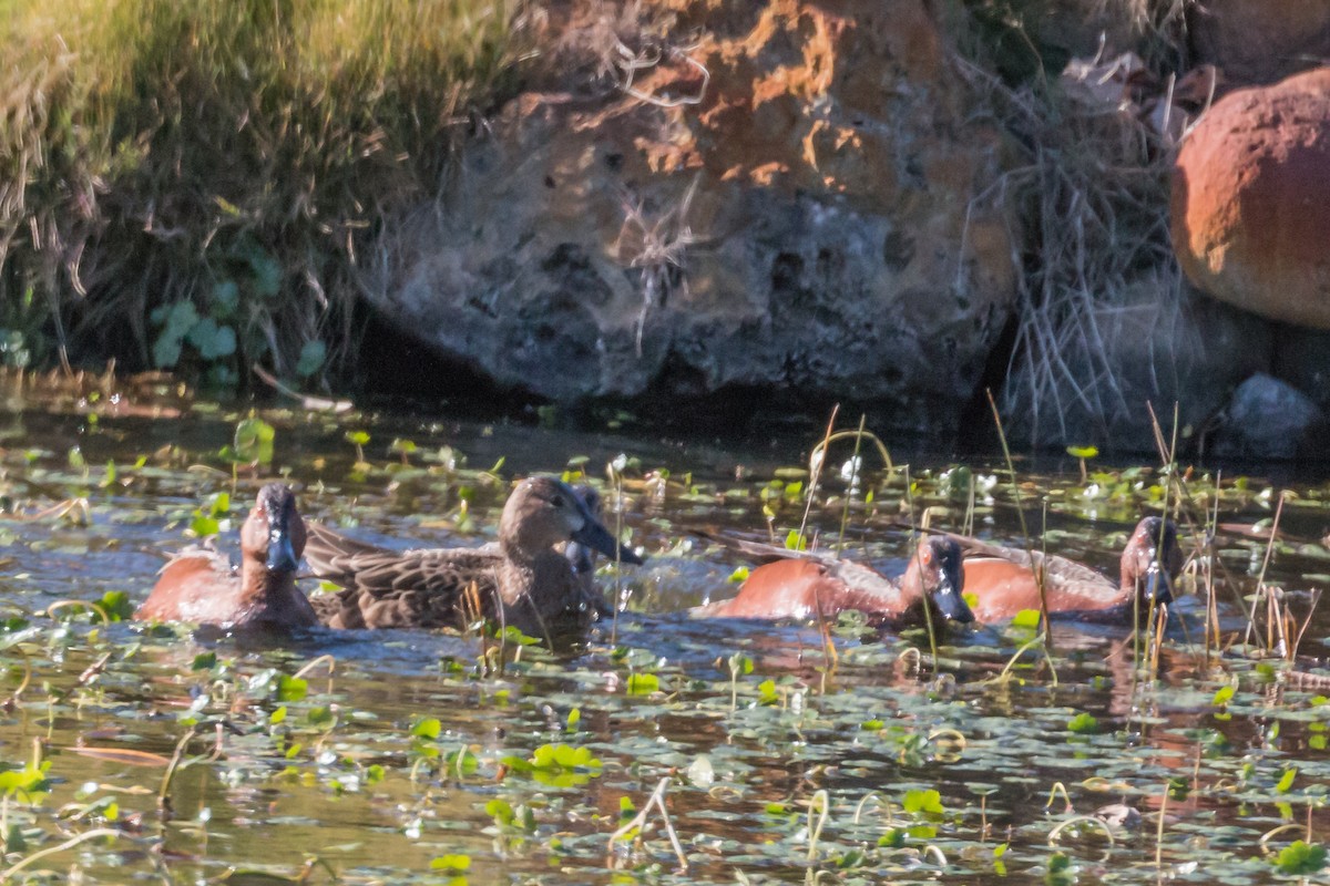 Cinnamon Teal - Hope Huntington