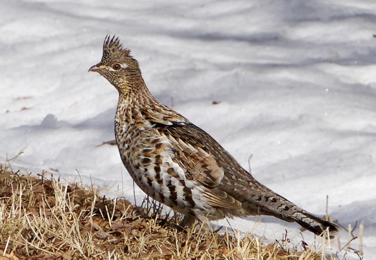 Ruffed Grouse - ML423356881