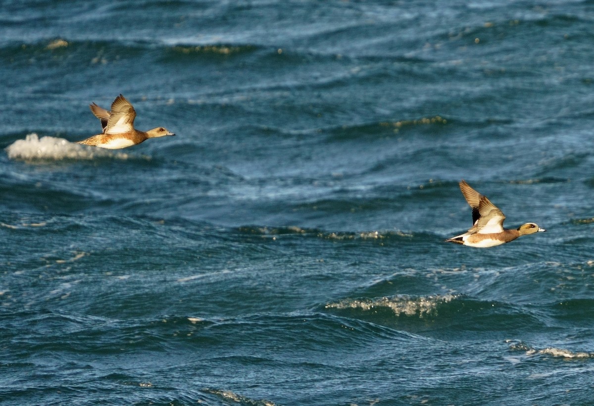 American Wigeon - Bill Thompson