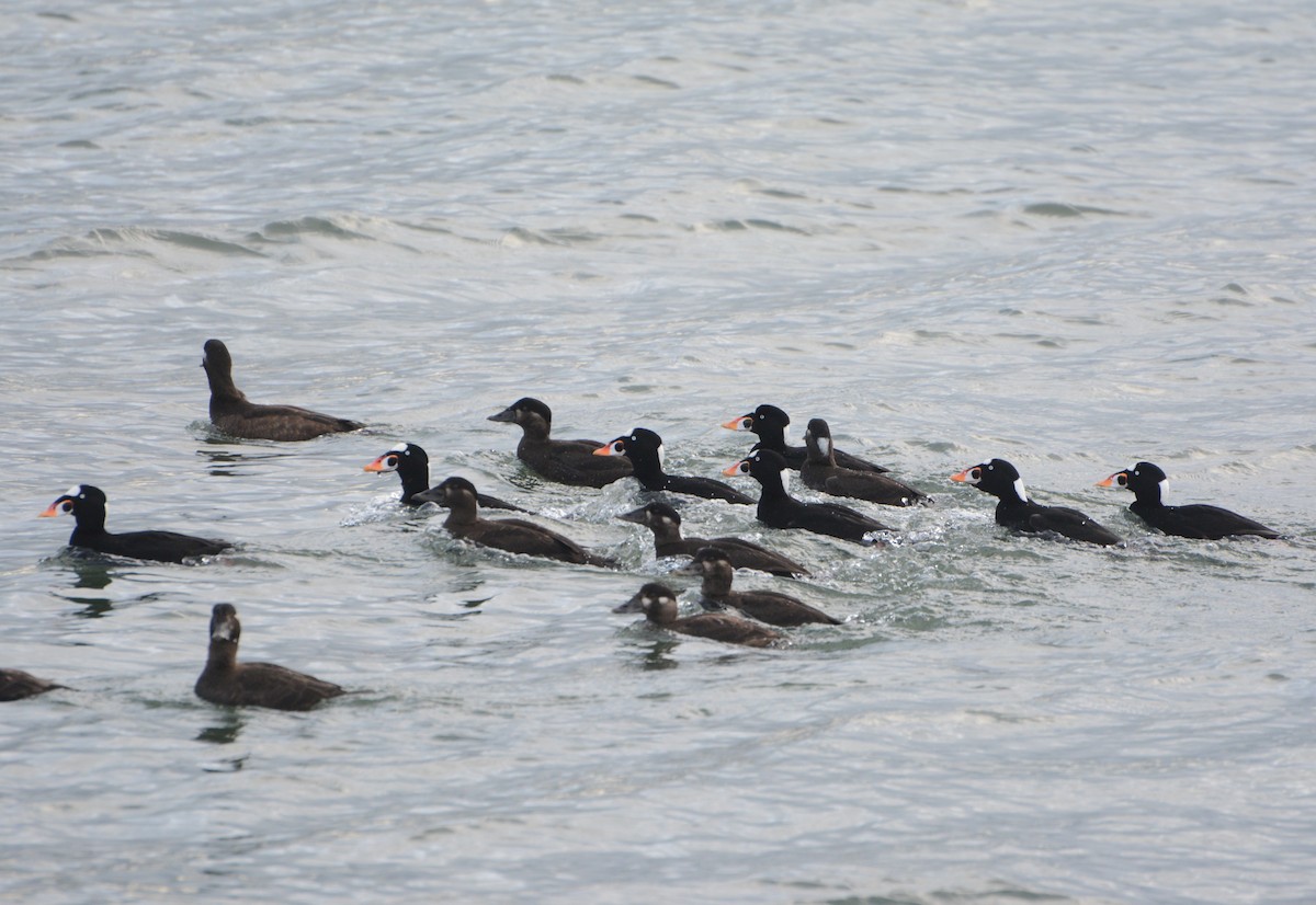 Surf Scoter - ML42335901