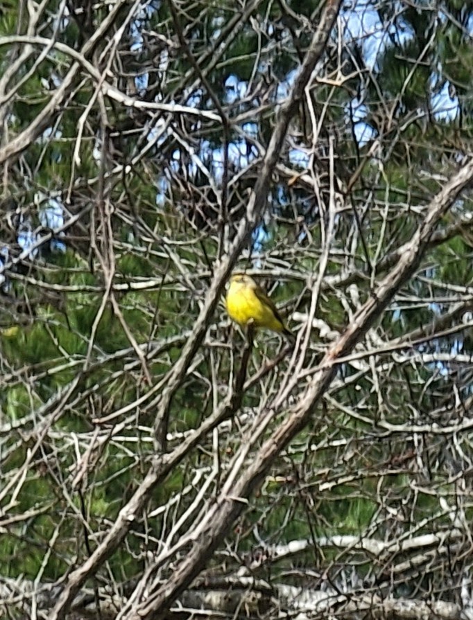 Palm Warbler - ML423359841