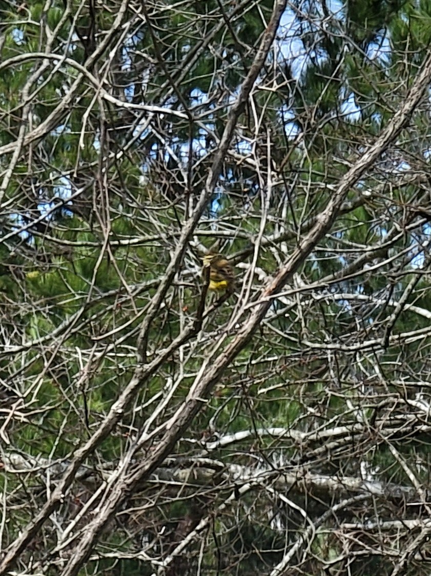 Palm Warbler - ML423359851