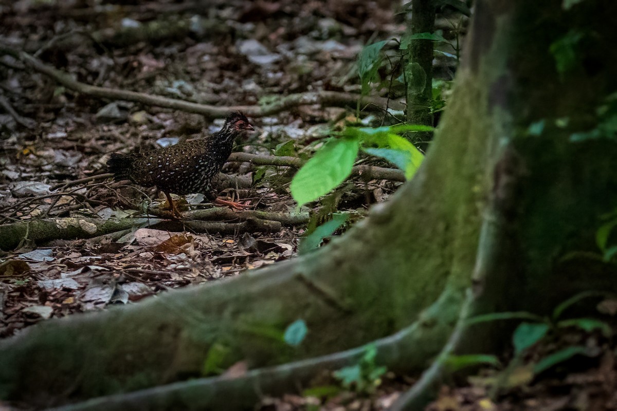 Nahan's Partridge - ML423360341