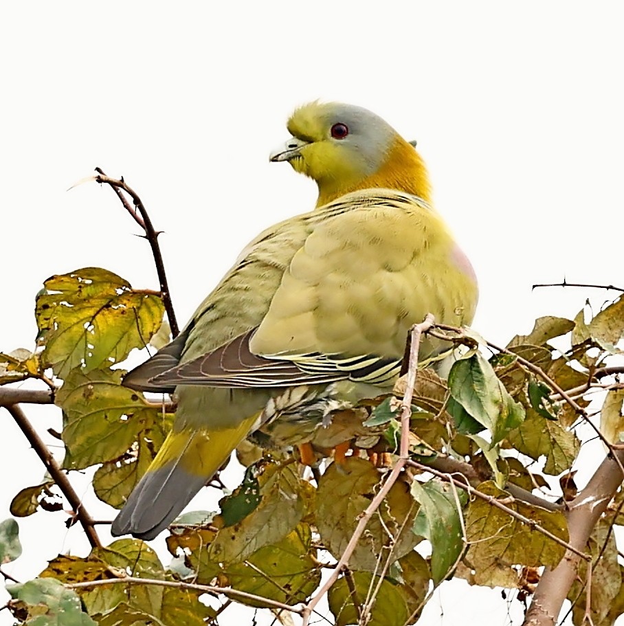 Yellow-footed Green-Pigeon - ML423363101