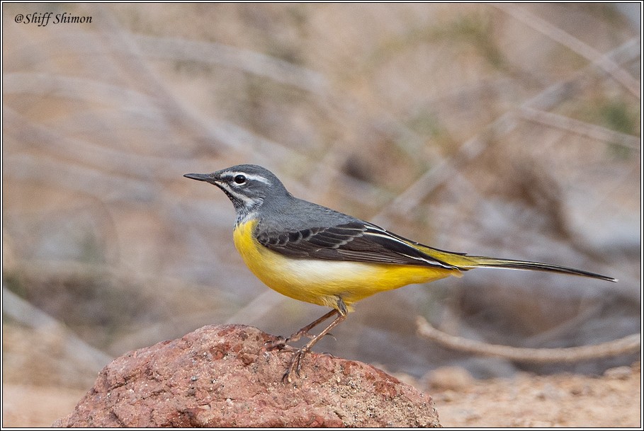 Gray Wagtail - ‪shimon shiff‬‏