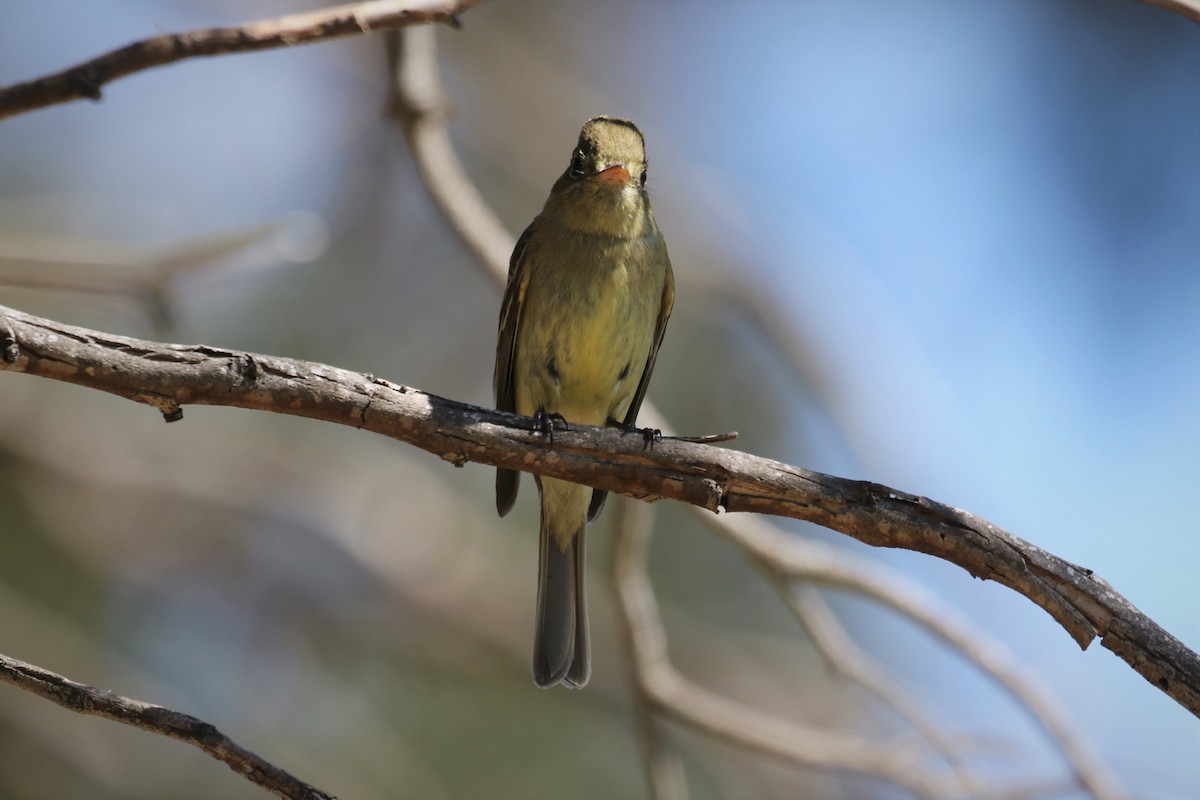 Western Flycatcher (Pacific-slope) - ML423364271