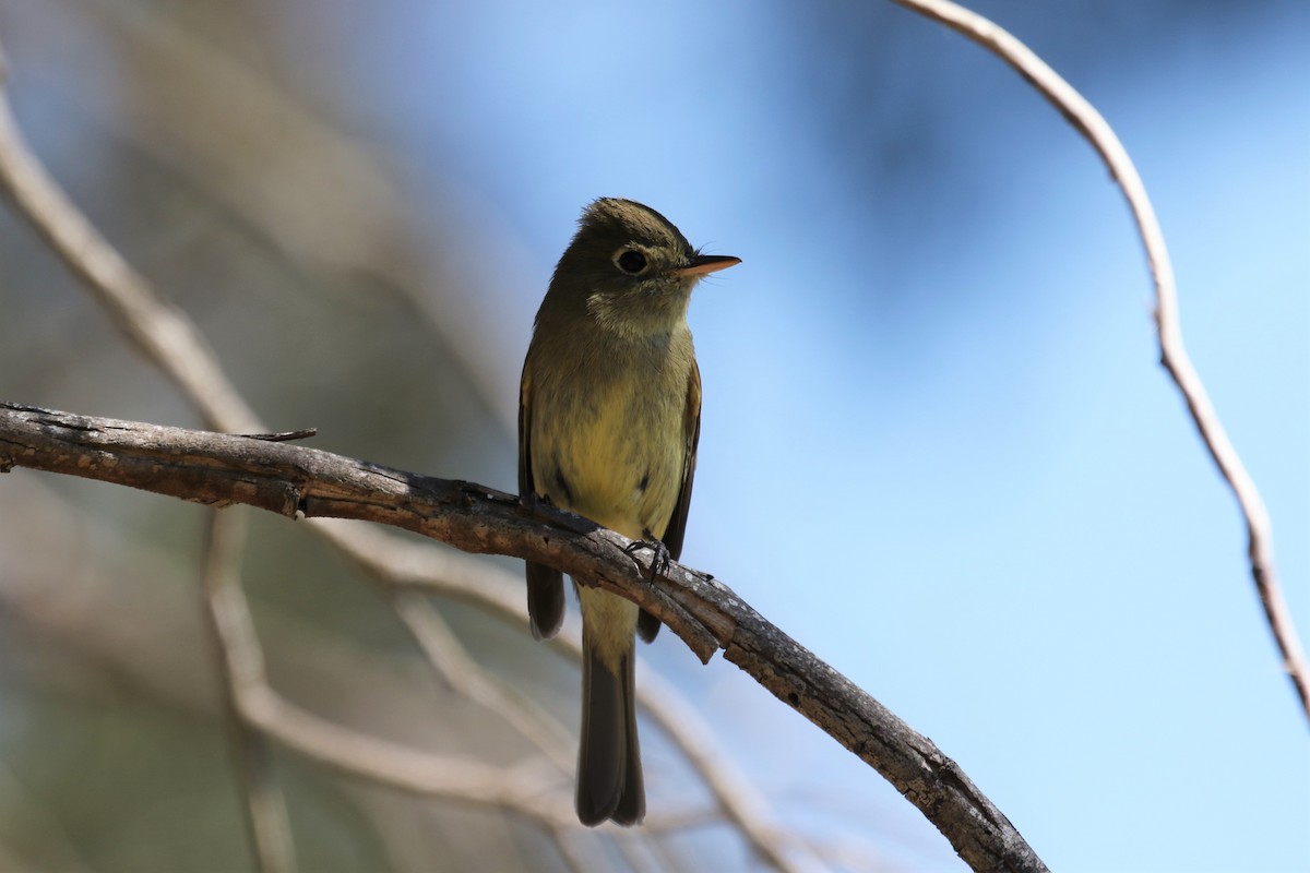 Western Flycatcher (Pacific-slope) - ML423364281