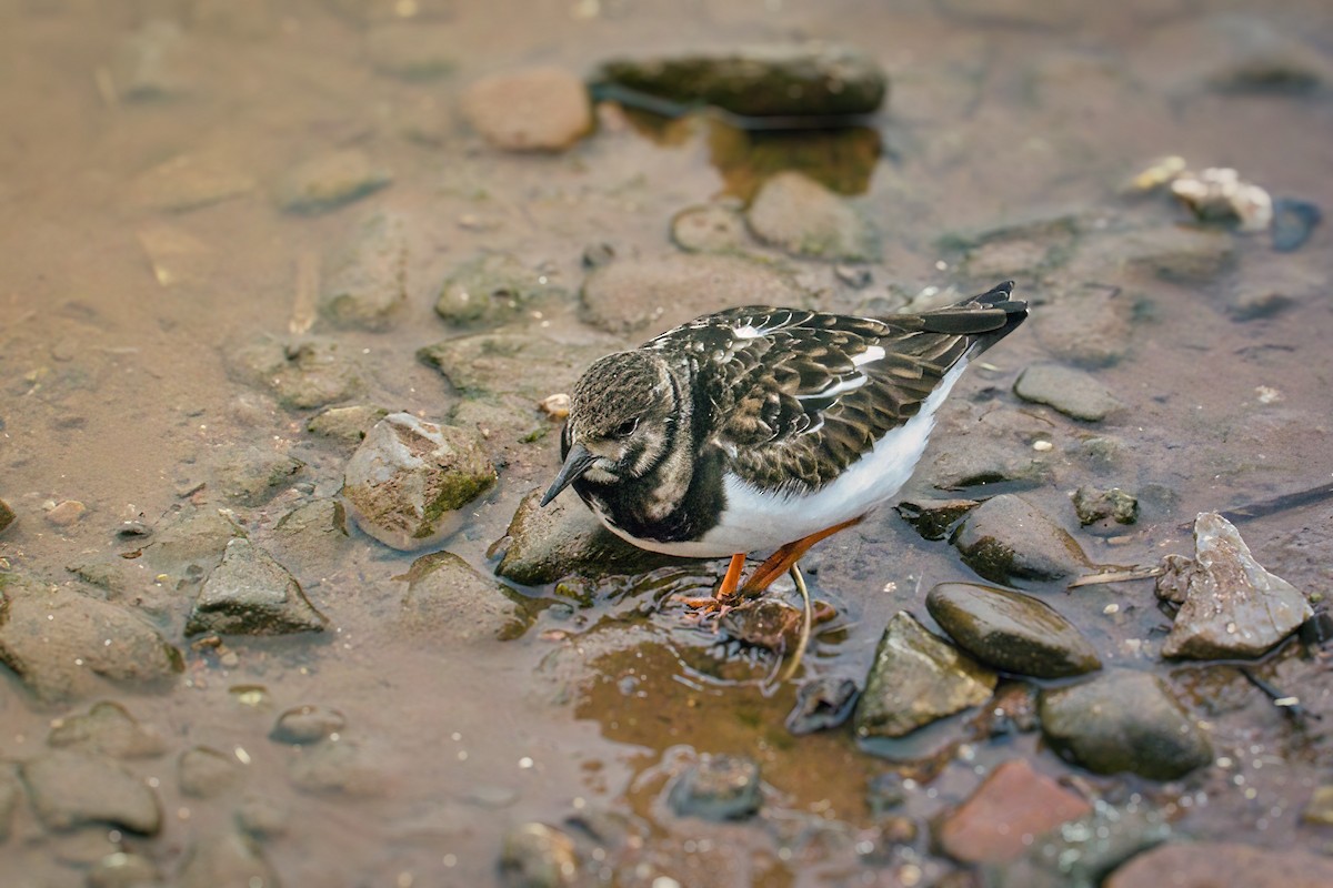 Ruddy Turnstone - ML423365181